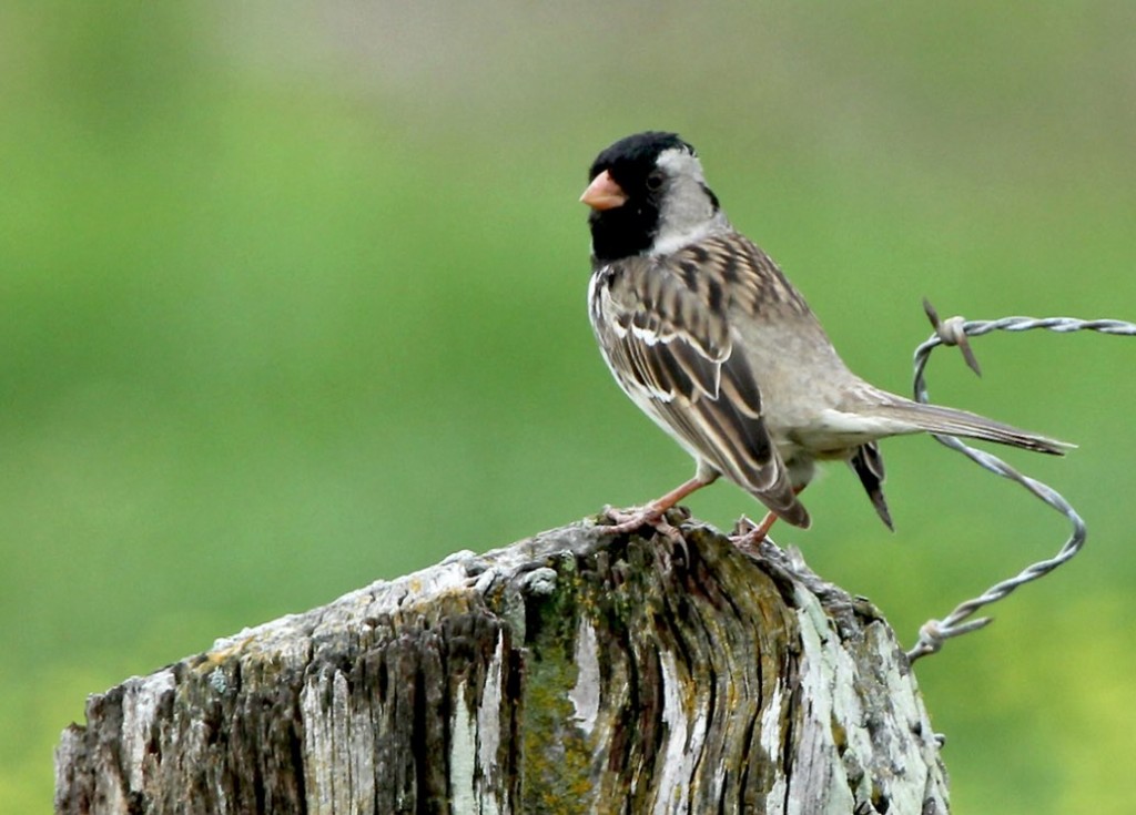 Screen Shot 2016-04-22 at 11.04.59 AM