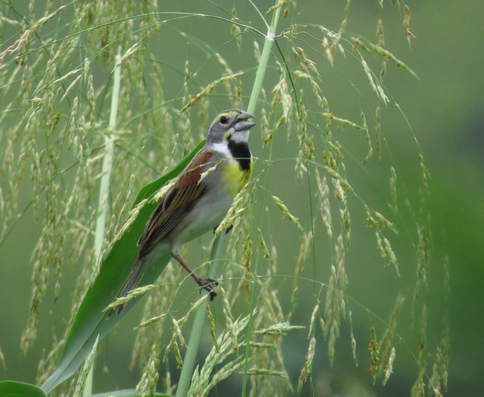 Dickcissel. Tatiana Botero J/Macaulay Library. 7 Apr 2016. eBird S28812702