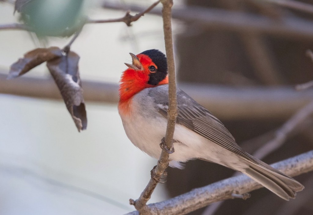 Red-faced Warbler. William Higgins/Macaulay Library. 18 Apr 2016. eBird S29048379.