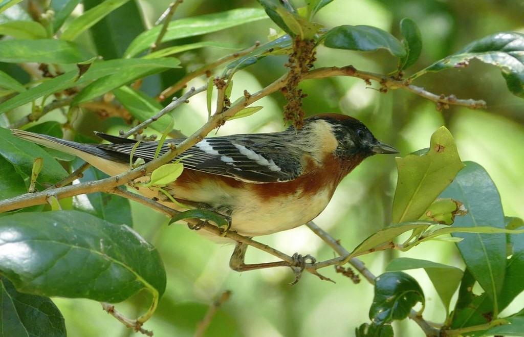 Bay-breasted Warbler. Craig Browning/Macaulay Library. 23 Apr 2016. eBird S29156708