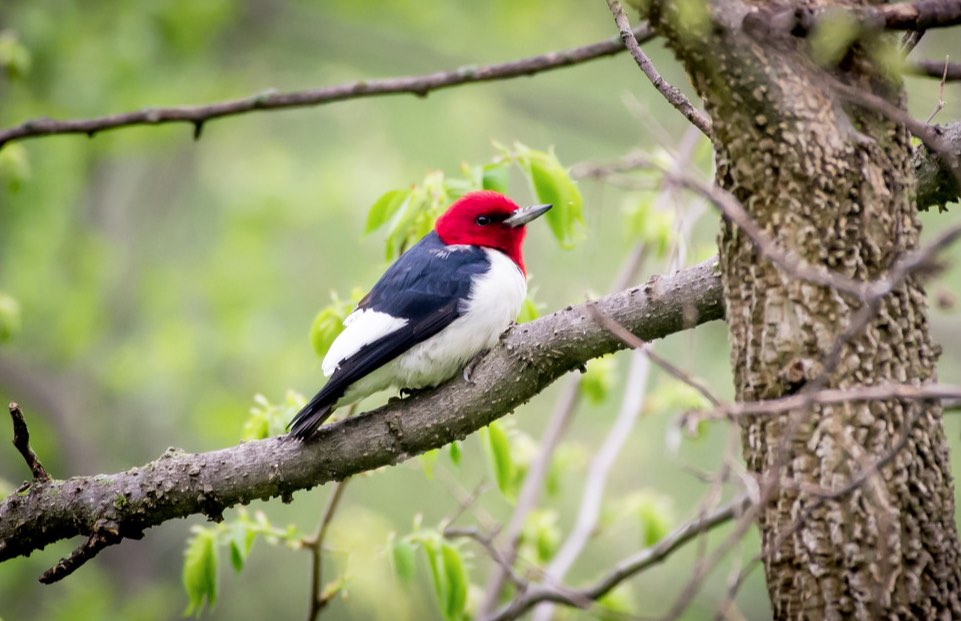 Red-headed Woodpecker. Charles Shields/Macaulay Library. 28 Apr 2016. eBird S29263401