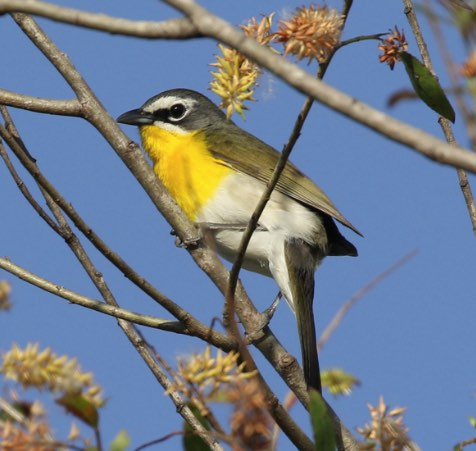 Yellow-breasted Chat. C. Jackson/Macaulay Library. 24 Apr 2016. eBird S29176011