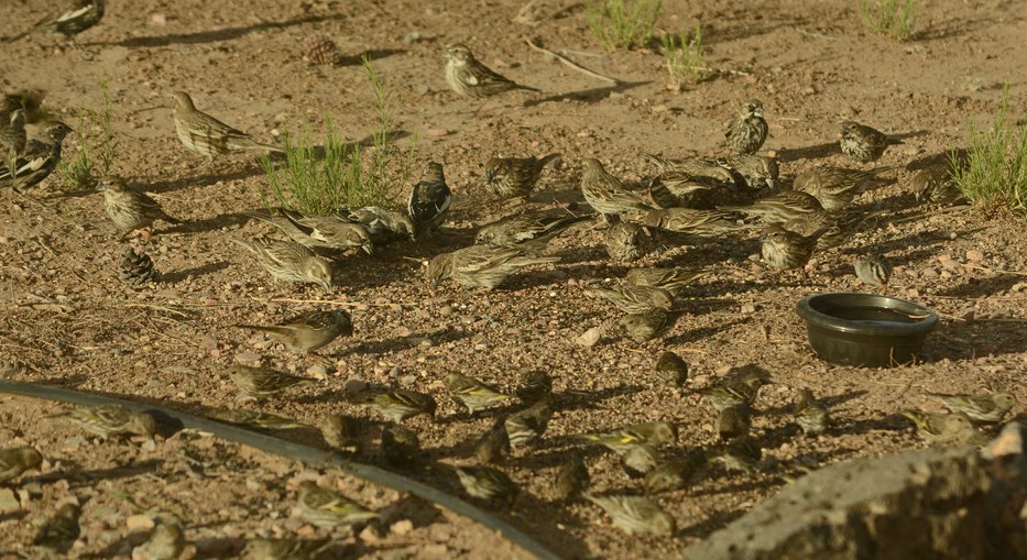 Lark Buntings, with Pine Siskens and White-crowned Sparrow. Kathleen & Hal Robins/Macaulay Library. 8 Apr 2016. eBird S28818089