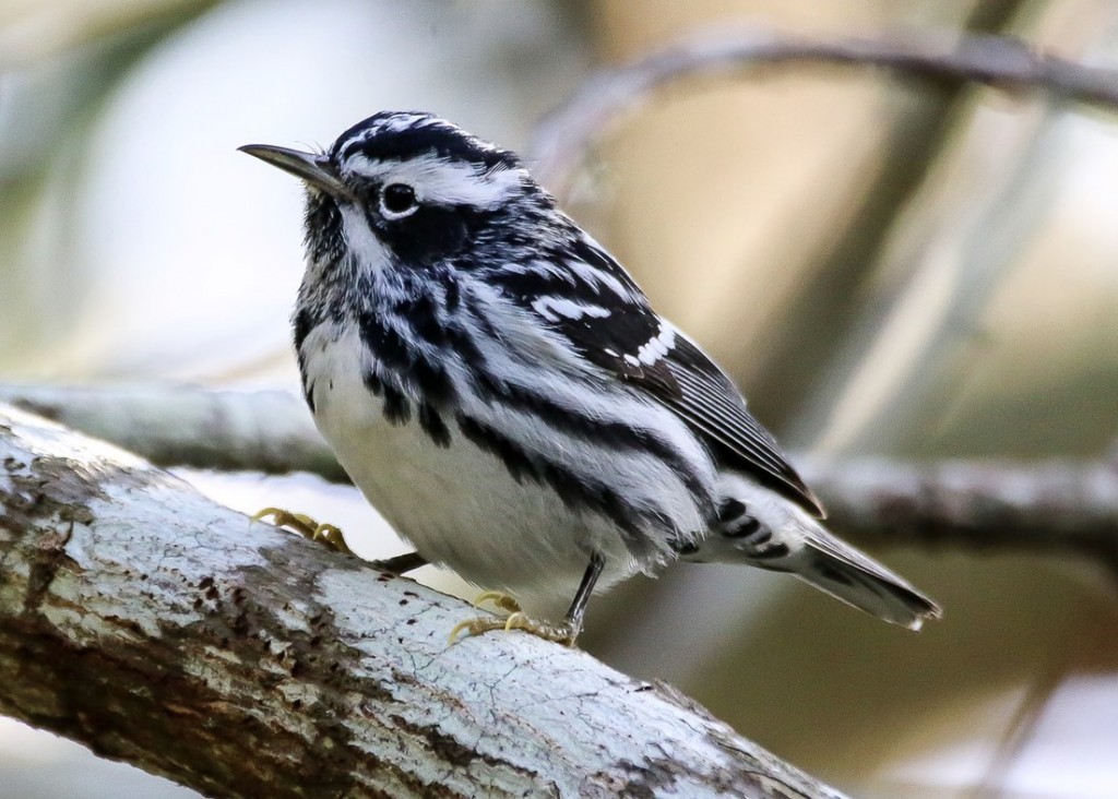 Screen Shot 2016-04-29 at 1.00.43 PM