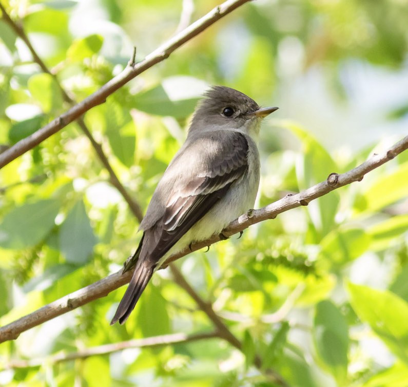 Screen Shot 2016-04-29 at 12.58.06 PM