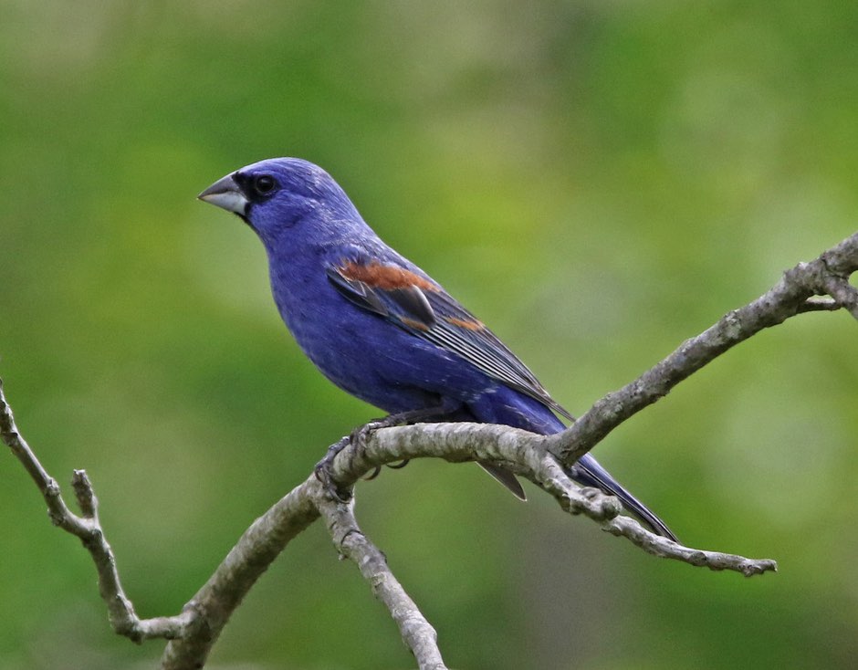 Screen Shot 2016-04-29 at 12.58.37 PM