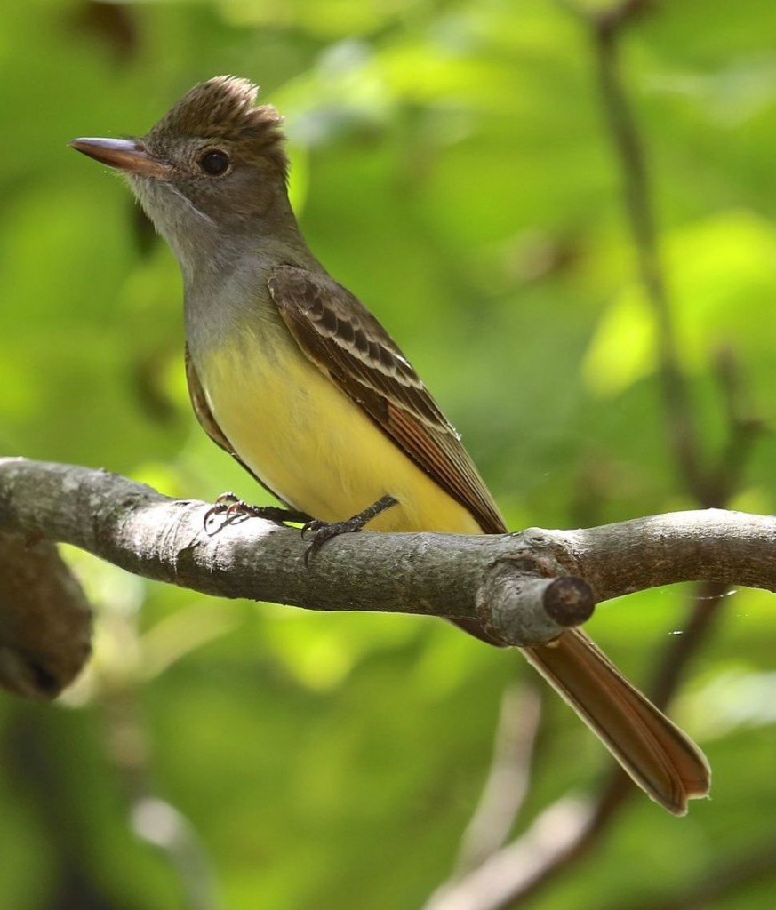 Screen Shot 2016-04-29 at 12.59.14 PM