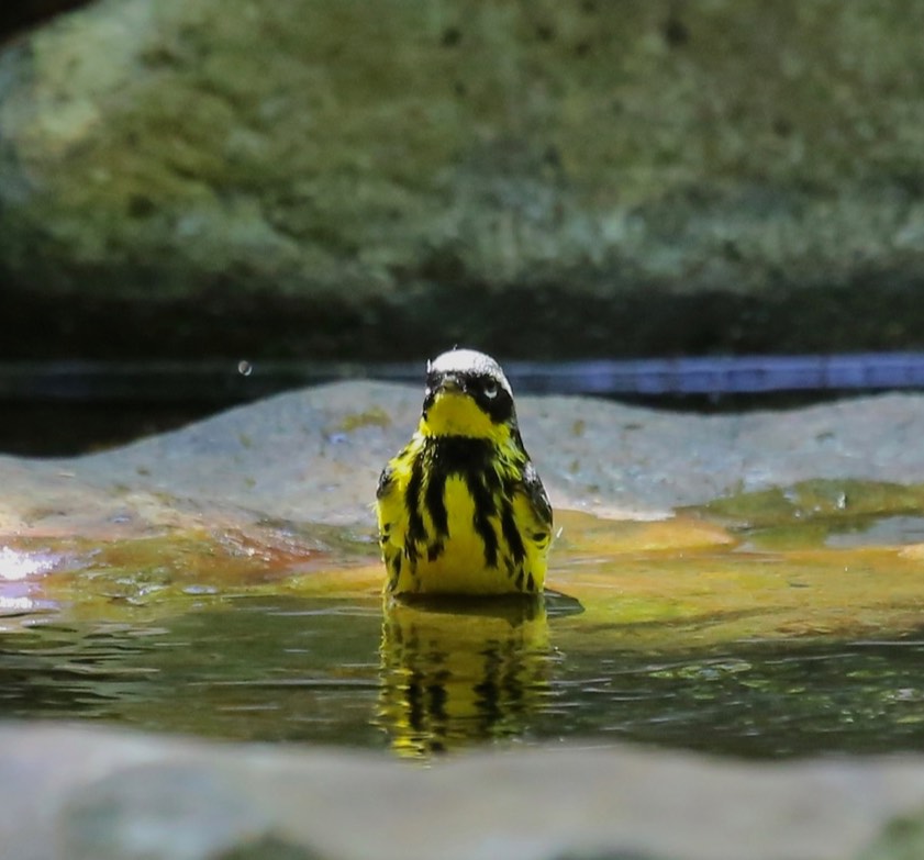 Magnolia Warbler. Sue Orwig/Macaulay Library. 4 May 2016. eBird S29409005