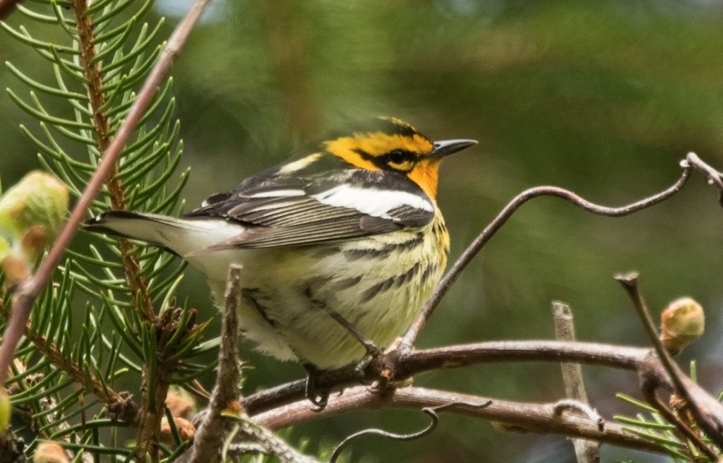 Blackburnian Warbler. Sue Barth/Macaulay Library. 5 May 2016. eBird S29429907