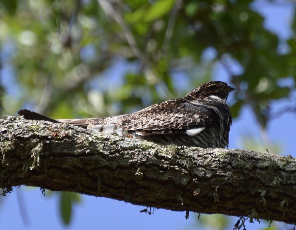 Common Nighthawk. JoAnna Clayton/Macaulay Library. 5 May 2016. eBird S29423599