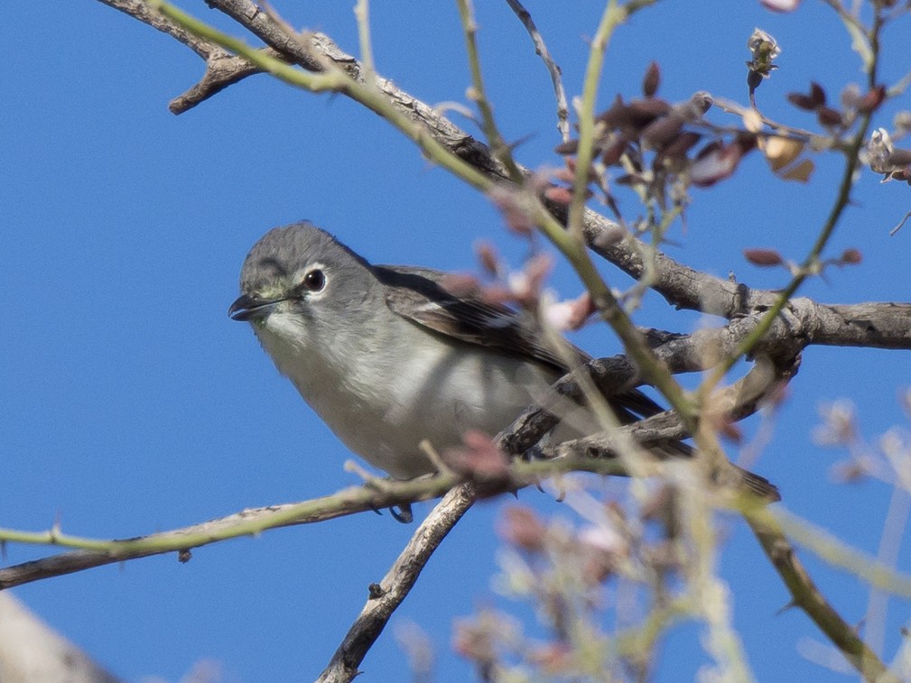Plumbeous Vireo. Gordon Karre/Macaulay Library. 2 May 2016. eBird S29357013