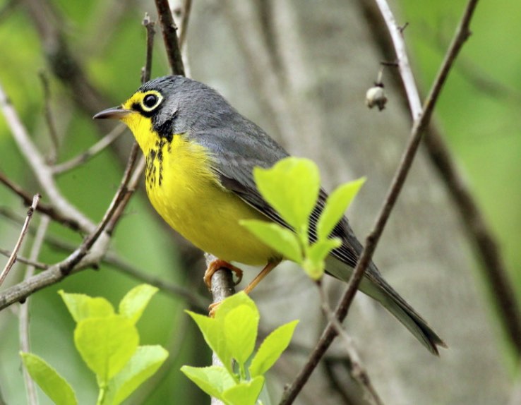 Screen Shot 2016-05-06 at 12.49.01 PM