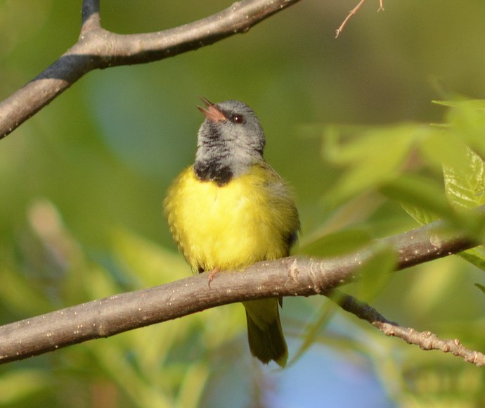 Mourning Warbler. Carl Winstead/Macaulay Library. 19 May 2016. eBird S29775850