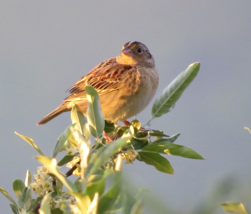 Grasshopper Sparrow. John Mackin/Macaulay Library. 18 May 2016. eBird S29767203