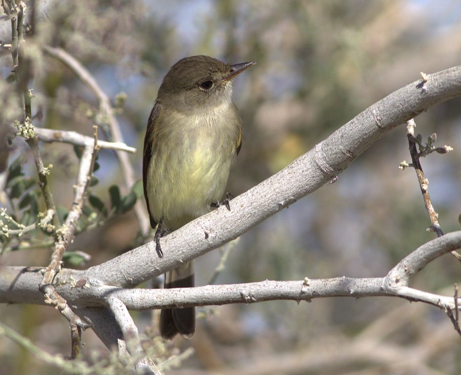 Willow Flycatcher. Curtis Marantz/Macaulay Library. 6 May 2016. eBird S29545941
