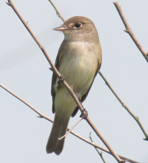 Willow Flycatcher. David Brown/Macaulay Library. 26 May 2016. eBird S29917824
