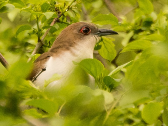 Black-billed Cuckoo. Sue Barth/Macaulay Library. 26 May 2016. eBird S29920861