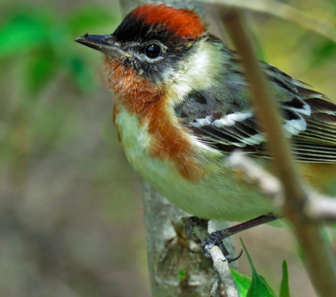 Bay-breasted Warbler. Nathan Martineau/Macaulay Library. 15 May 2016. eBird S29697492.