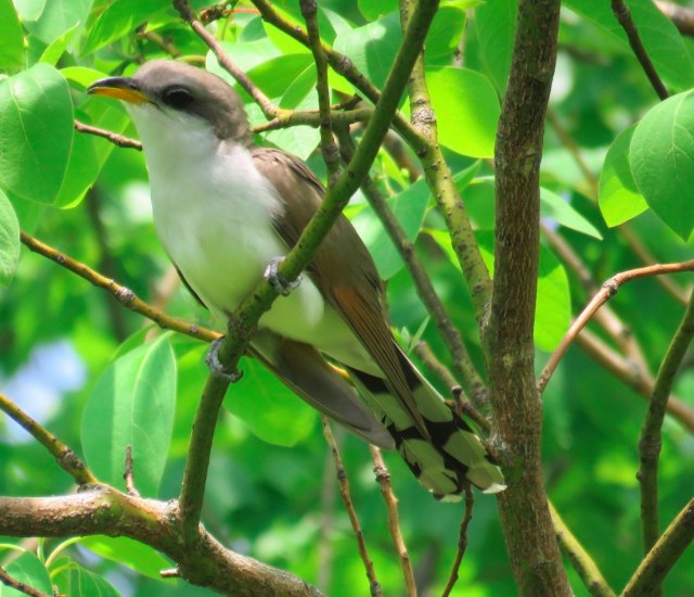 Yellow-billed Cuckoo. JamEs ParRis/Macaulay Library. 25 May 2016. eBird S29911144