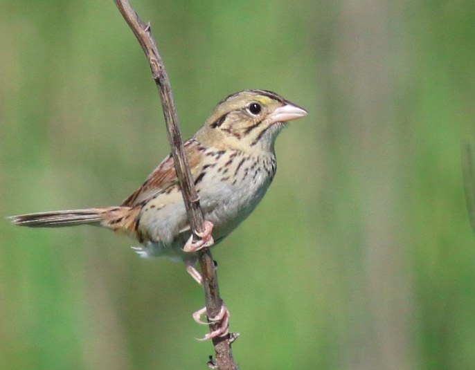 Henslow's Sparrow. Aaron Brees/Macaulay Library. 29 May 2016. eBird S29969406