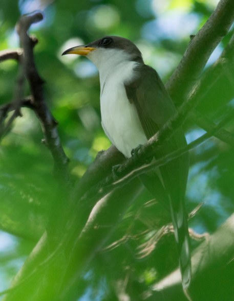 Yellow-billed Cuckoo. Robert Jilek/Macaulay Library. 31 May 2016. eBird S30008637