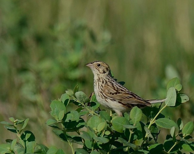 Baird's Sparrow. Steve Morytko/Macaulay Library. 28 May 2016. eBird S29953711