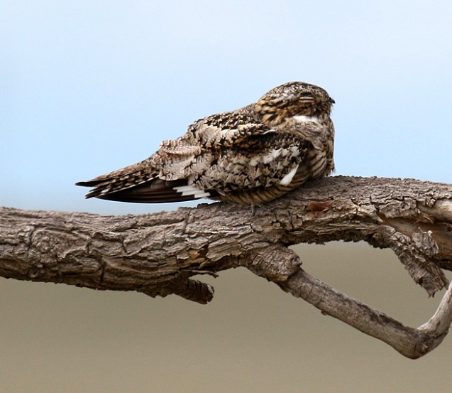 Common Nighthawk. Alan Versaw/Macaulay Library. 1 Jun 2016. eBird S30035389