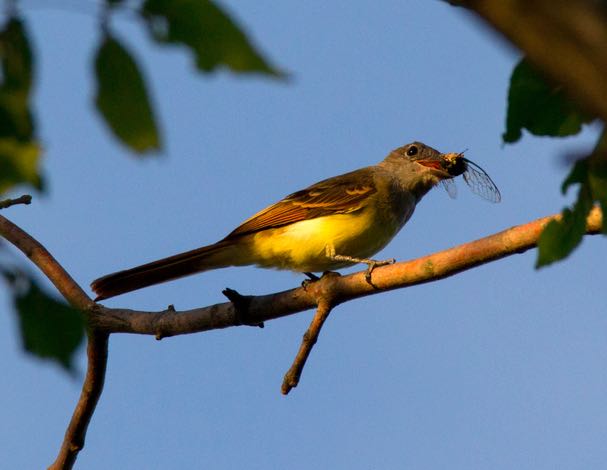 Great Crested Flycatcher, eBird S31232121, Lorri Howski/Macaulay Library.