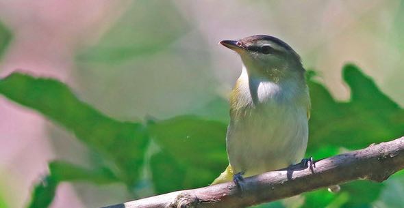 Red-eyed Vireo, eBird S31211132, Debbie Parker/Macaulay Library.