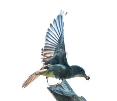 Olive-sided Flycatcher, eBird S31226573, Sue Barth/Macaulay Library.