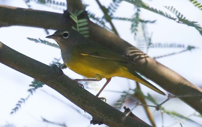 MacGillivray's Warbler, Chris Benesh/Macaulay Library, eBird S31359488