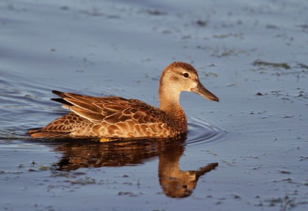 Blue-winged Teal, Jay McGowan/Macaulay Library, eBird S19833635
