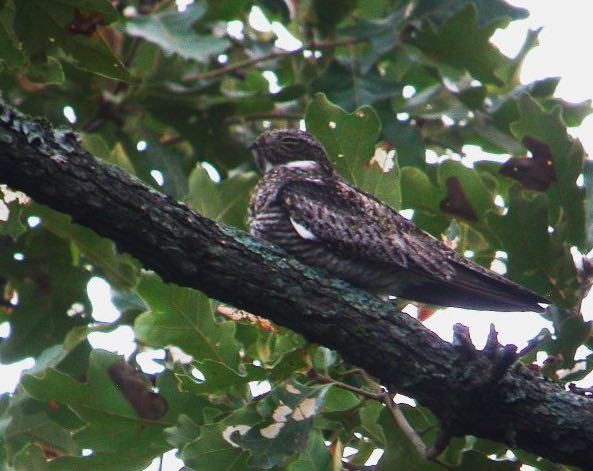 Common Nighthawk, Nick Anich/Macaulay Library, eBird S3075352