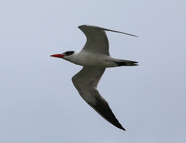 Caspian Tern. Martin Wall/Macaulay Library. eBird S31326813.