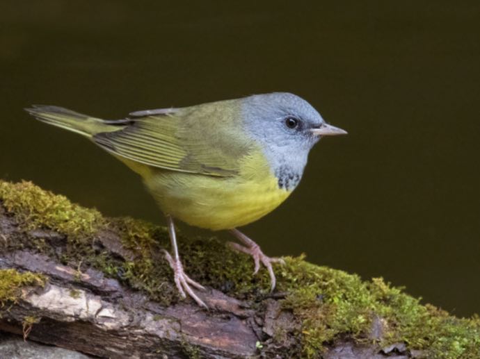 Screen Shot 2016-09-09 at 12.05.16 PM