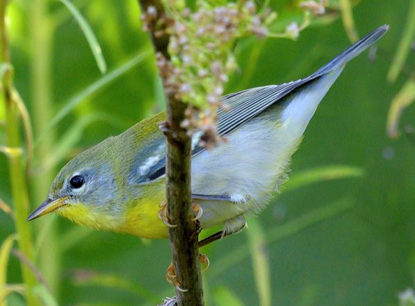 Screen Shot 2016-09-09 at 12.06.39 PM