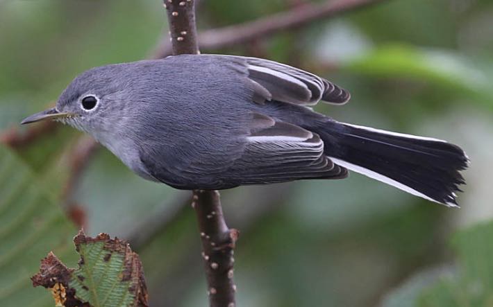Blue-gray Gnatcatcher. Mark Dennis/Macaulay Library. eBird S31467880