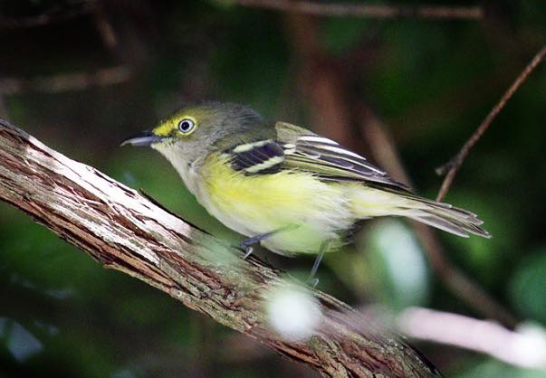 White-eyed Vireo. Deborah Kral/Macaulay Library. eBird S31360683