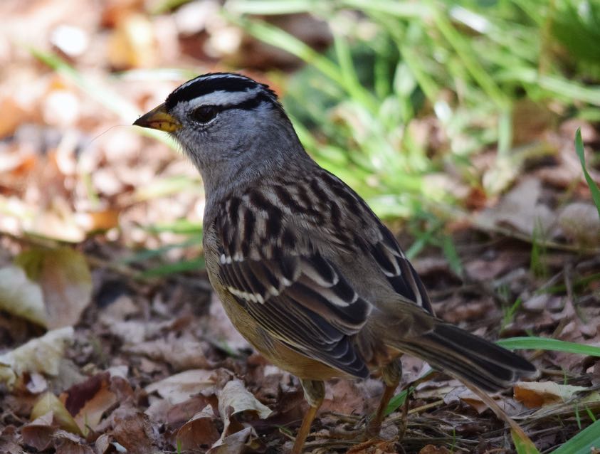 White-crowned Sparrow. Marsha Schorer/Macaulay Library. eBird S31521673