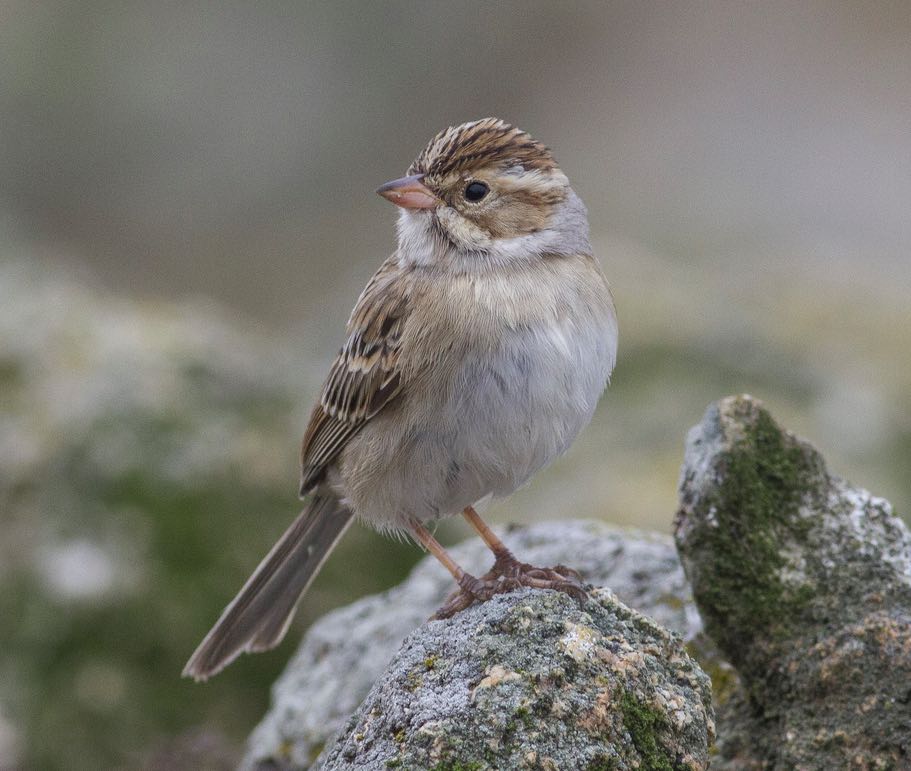 Clay-colored Sparrow. Jacob Drucker/Macaulay Library. eBird S31555727