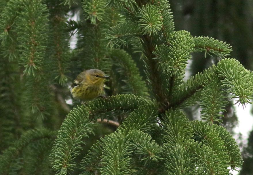 Cape May Warbler. Jay McGowan/Macaulay Library. eBird S31576907