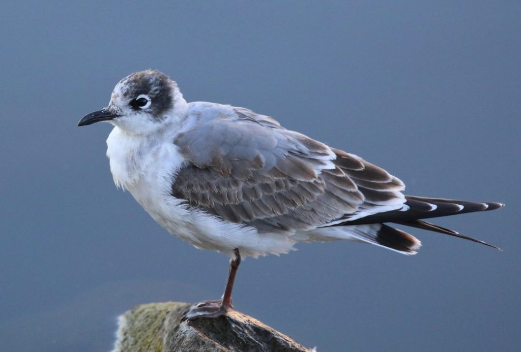 Franklin's Gull. Douglas Faulder/Macaulay Library. eBird S31601501