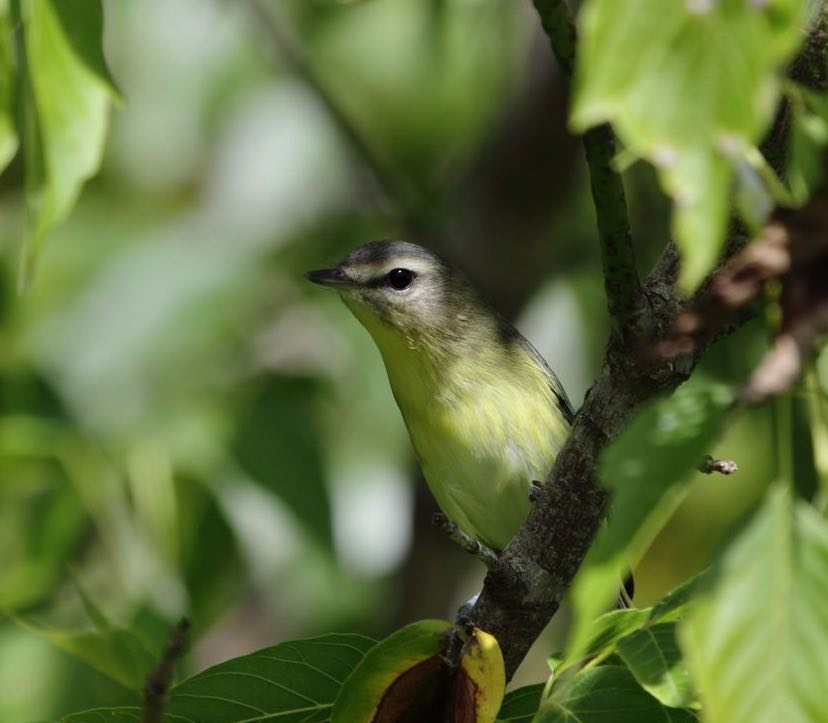 Philadelphia Vireo. PW/Macaulay Library. eBird S31610394