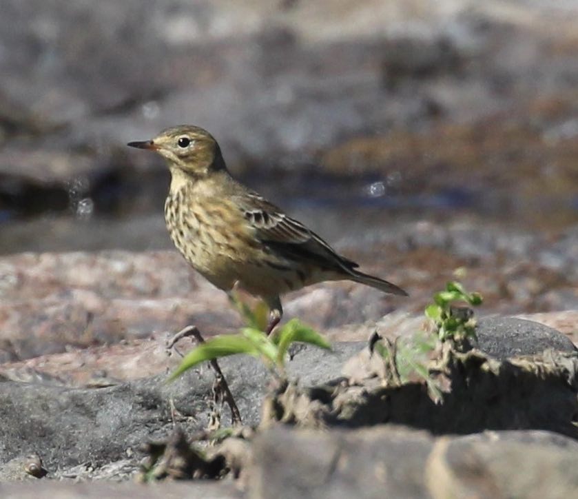 American Pipit. Elizabeth Curley/Macaulay Library. eBird S31607399