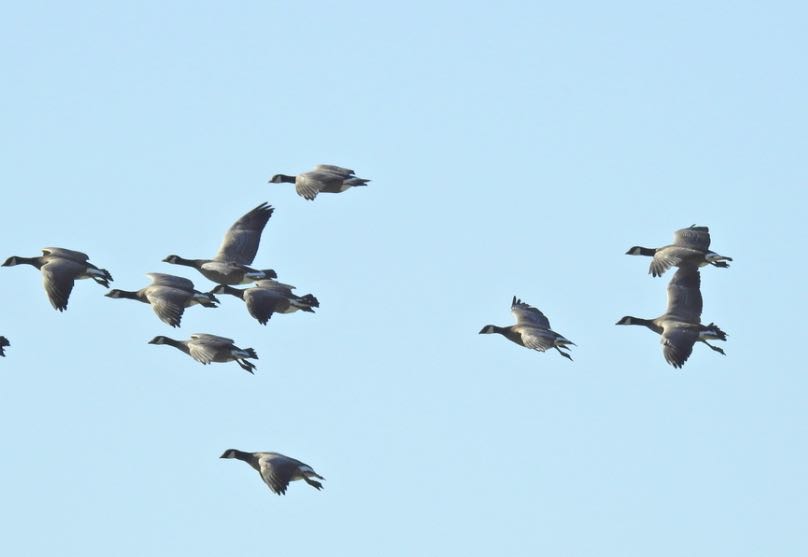 Cackling Goose. Jody Wells/Macaulay Library. eBird S31713652