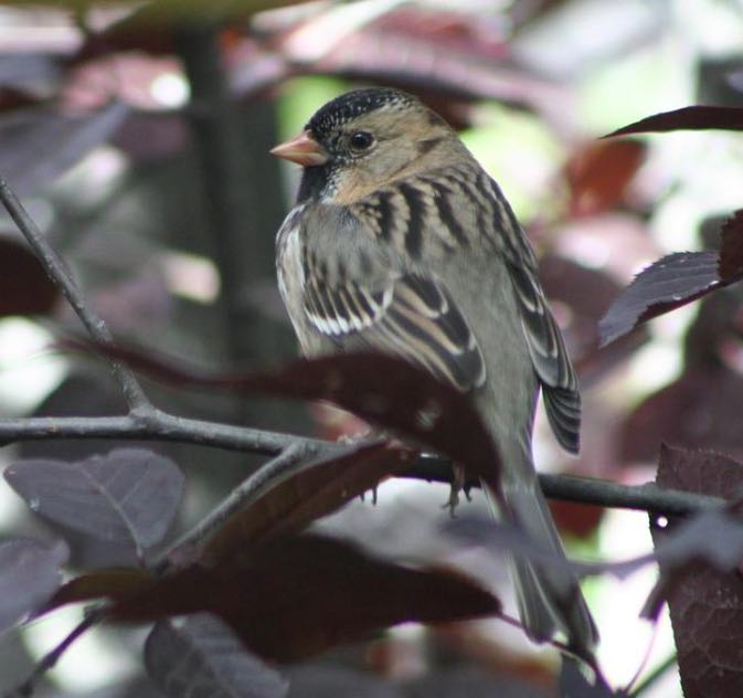 Harris's Sparrow. John Corden/Macaulay Library. eBird S31583192