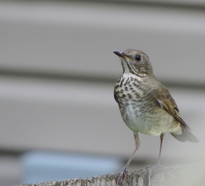 Gray-cheeked Thrush. Marion Miller/Macaulay Library. eBird S31642811