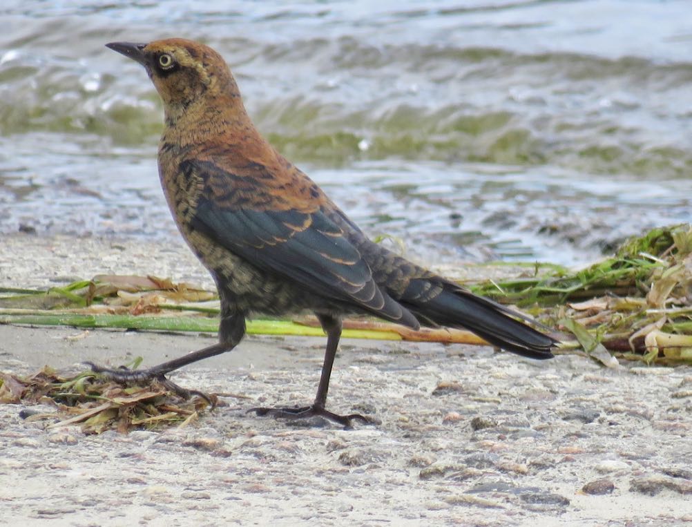 Rusty Blackbird. Lisa Cancade Hackett/Macaulay Library. eBird S31641571