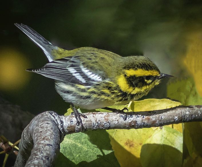 Townsend's Warbler. Brad Singer/Macaulay Library. eBird S31643465