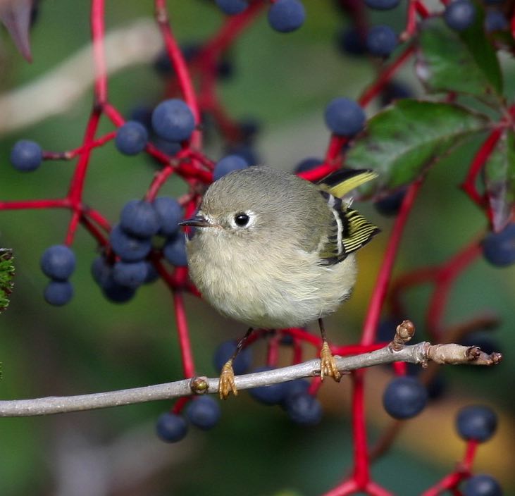 Ruby-crowned Kinglet. Yves Dugré/Macaulay Library. eBird S31703824